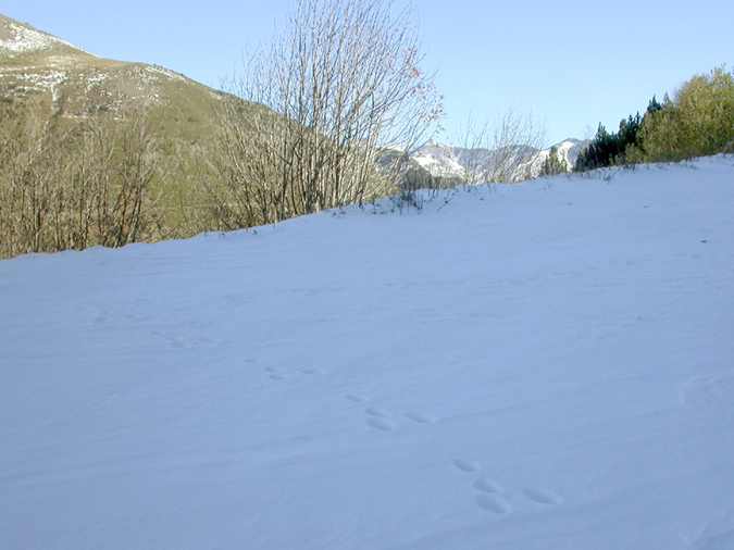 Rastre de conill sobre la neu