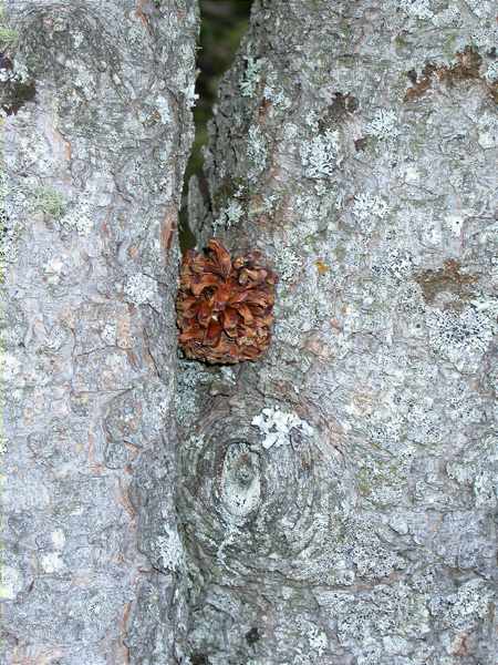 Enclusa de picot garser gros, pico picapinos (Dendrocopos major)