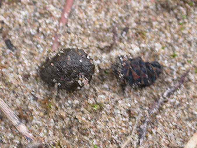 Excrements d'esquirol, ardilla (Sciurus vulgaris)