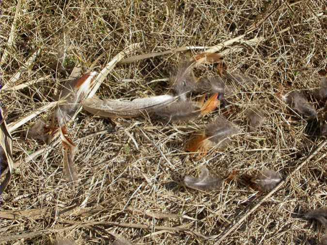 Restes de faisà desplomat (Phasianus colchicus)
