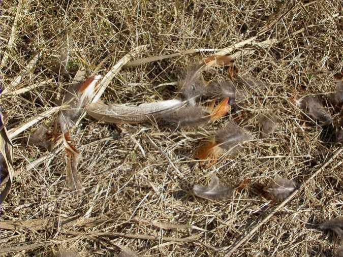 Restes de faisà desplomat (Phasianus colchicus)