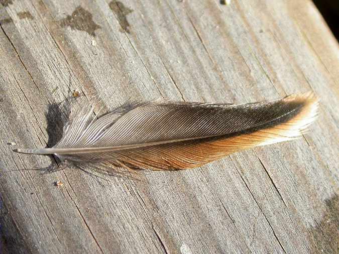 ploma primària de repicatalons, escribano palustre (Emberiza schoeniclus)