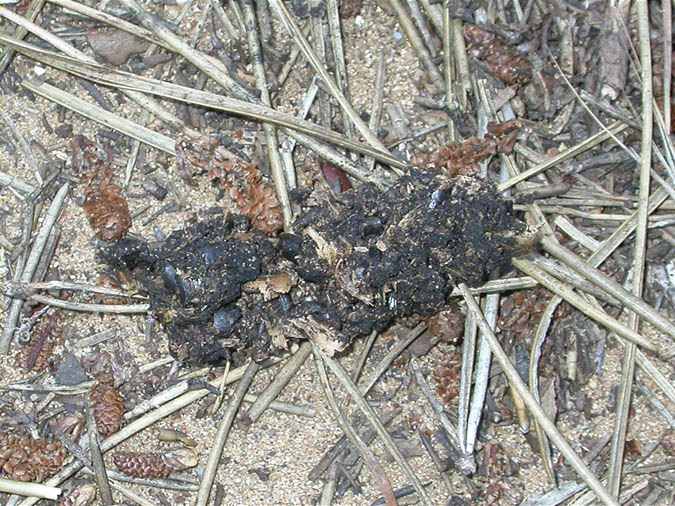 Excrement de llúdriga, nutria (Lutra lutra)