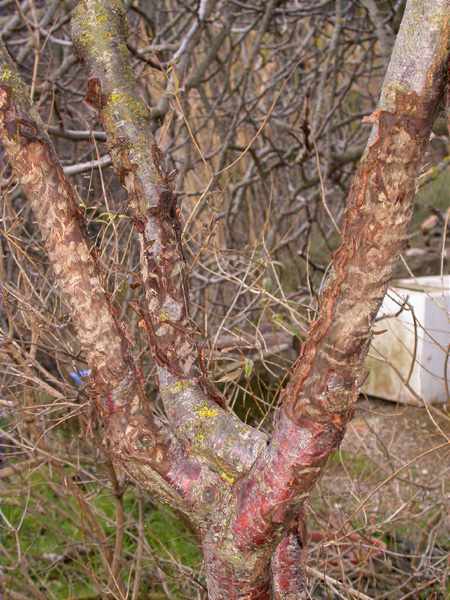 Prunera rossegada per els porcs senglars (Sus scrofa)