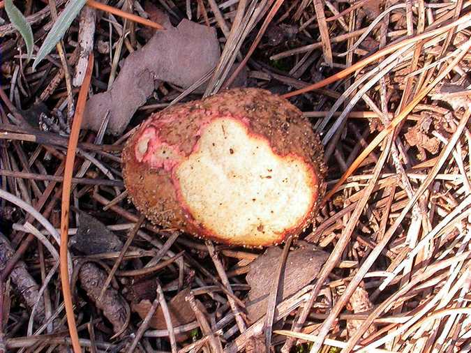 Rhizopogon roseolus rossegat per un conill