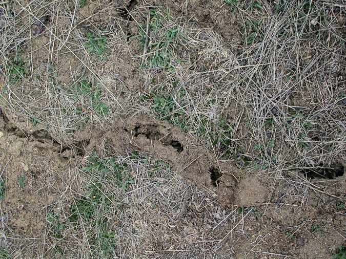 Rastres de talp, topo (Talpa europea)