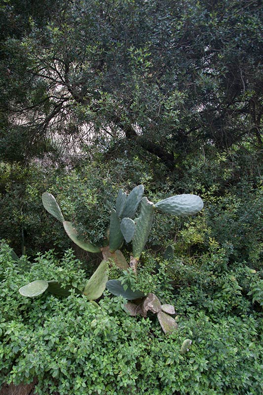 Menorca