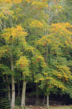 Fageda de Santa Fe, Montseny