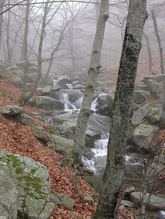 Boira a la fageda de Santa Fe del Montseny