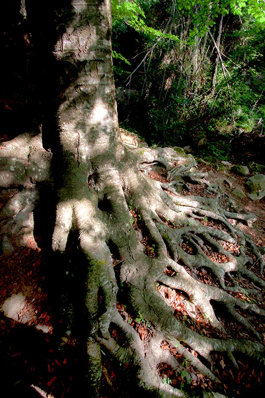 Passejant per Santa Fe del Montseny