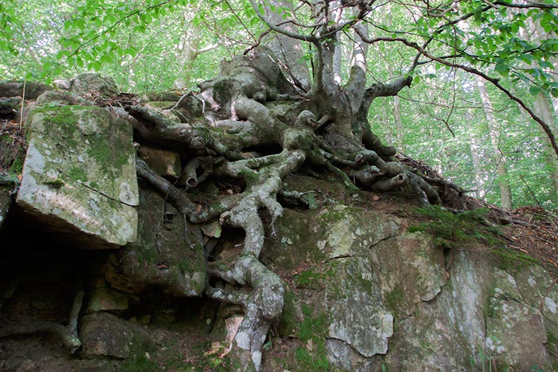 Passejant per Santa Fe del Montseny