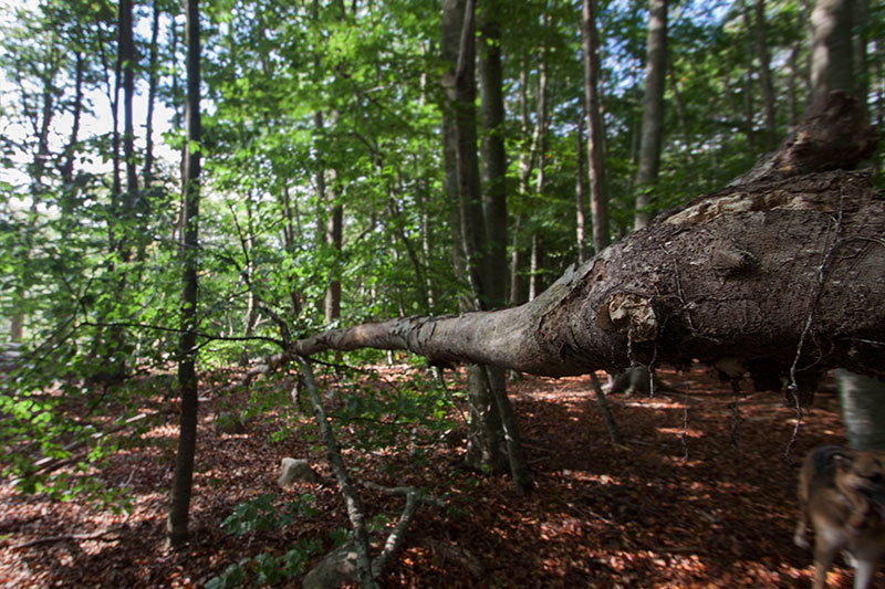 Passejant per Santa Fe del Montseny