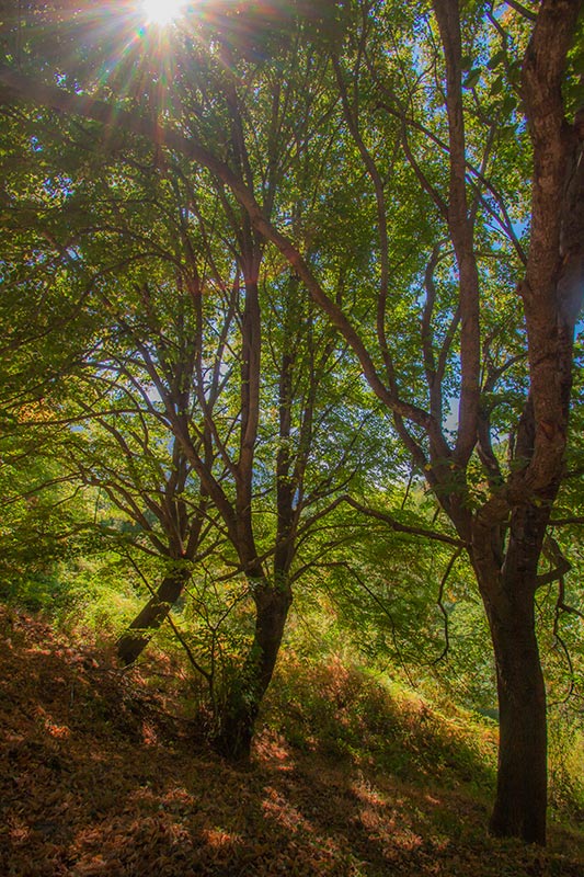 Passejant per Santa Fe del Montseny