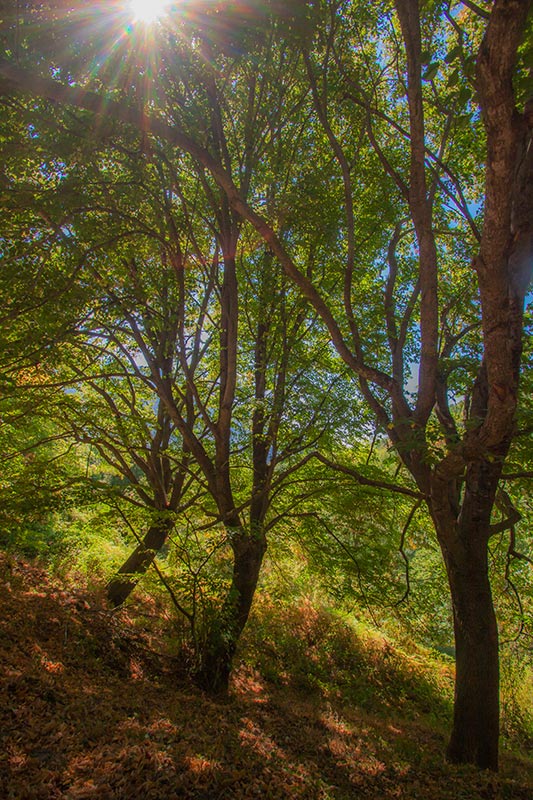 Passejant per Santa Fe del Montseny