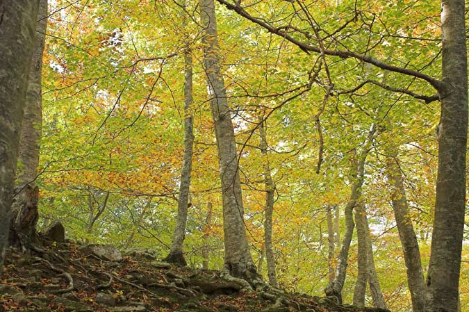 Fages a Santa Fe de Montseny