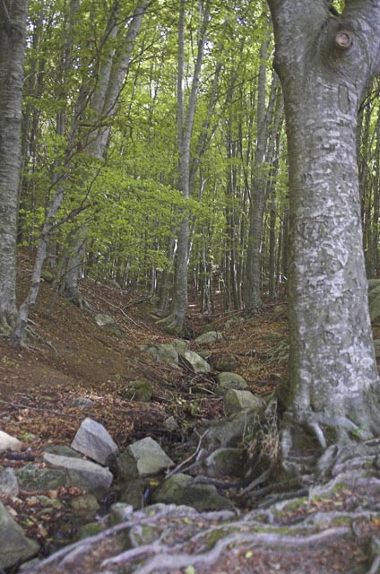 Fageda del Montseny