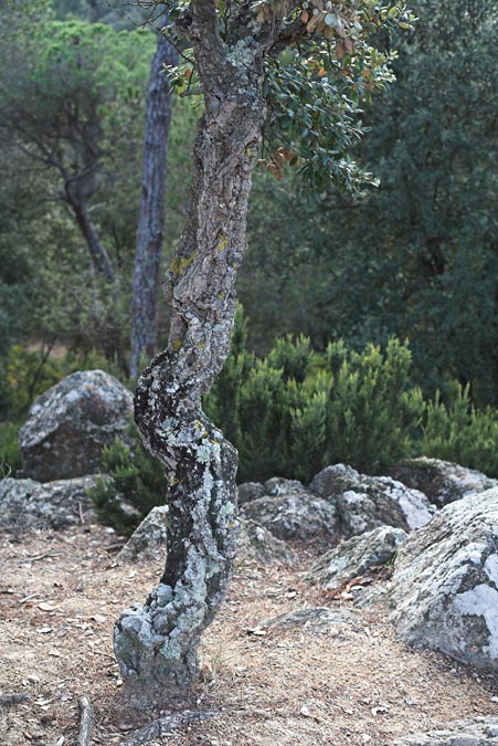 Parc del Montnegre i el Corredor. Paseando 3