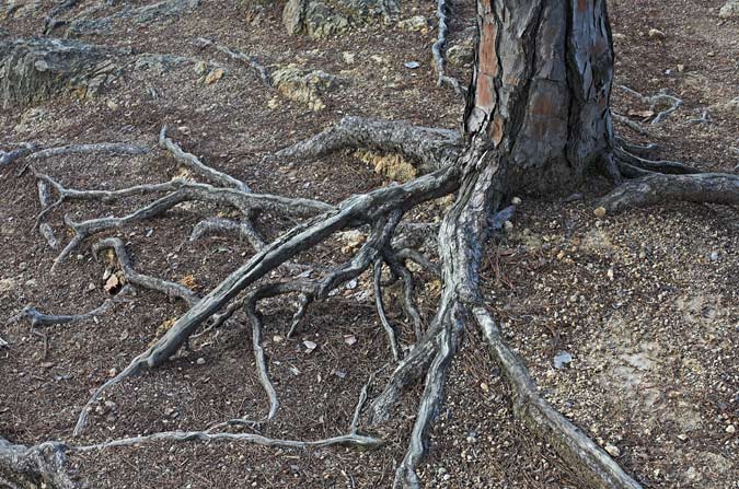 Parc del Montnegre i el Corredor. Paseando 4