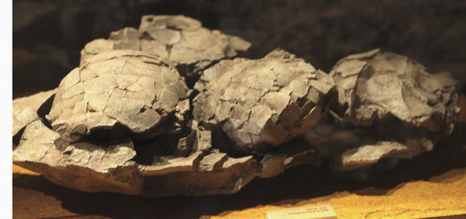 Niu d'ous 2/41