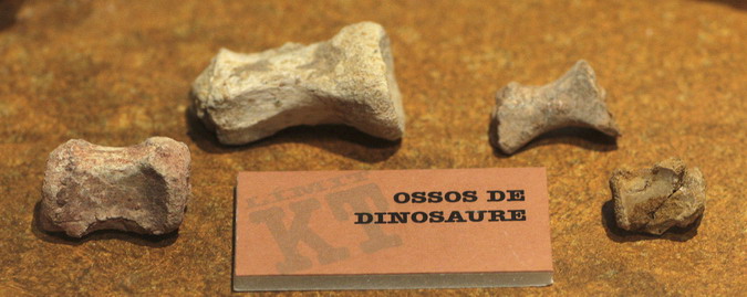 Ossos de dinosaure 24/41