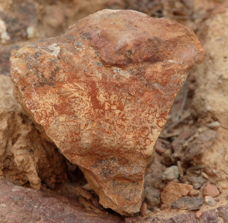 Ammonites, rastres fòssils de  510 milions d'anys.