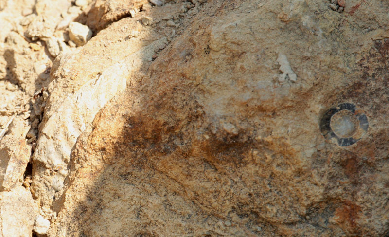 Ammonites- Belemnites (Cefalòpodes).