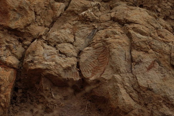 Ammonites + belemnites