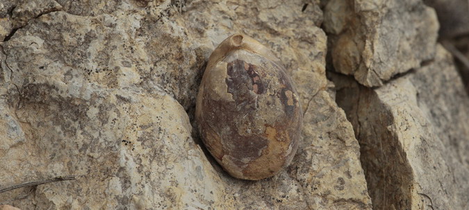 Brachiopoda-Articulata Chirothyris  2/2