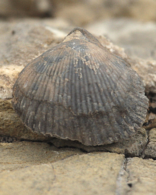 Cyclothyris compressa, (dorsal)