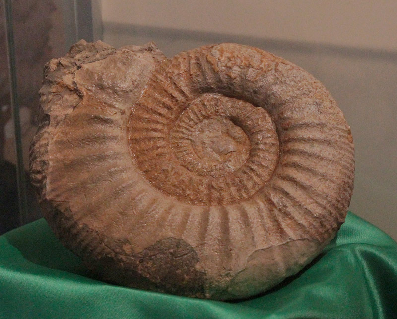 Ammonites