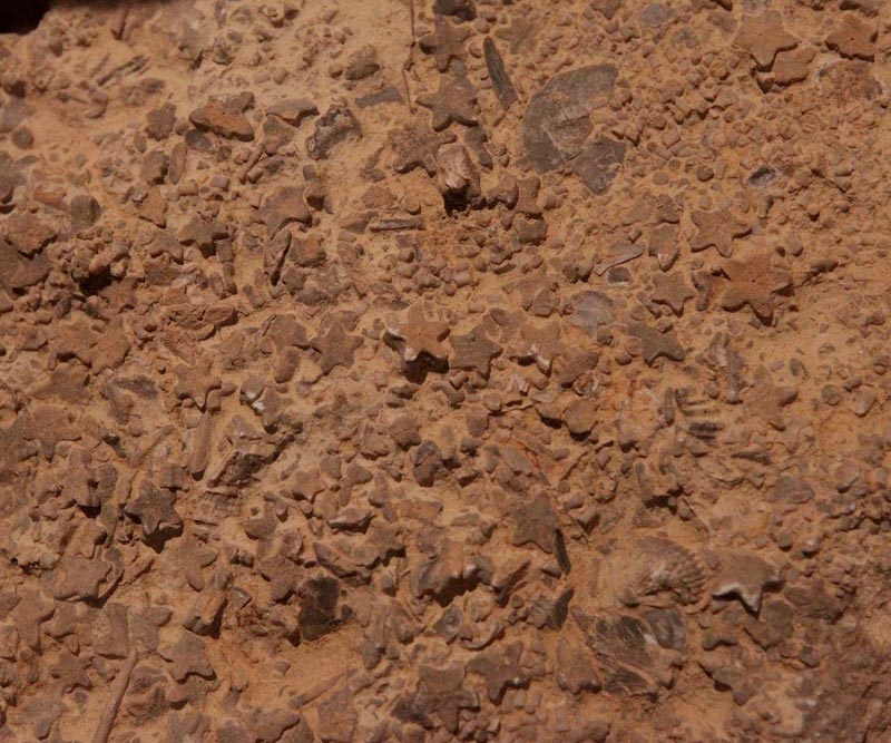 Columnales de  Lliris de mar (Crinoideos)
