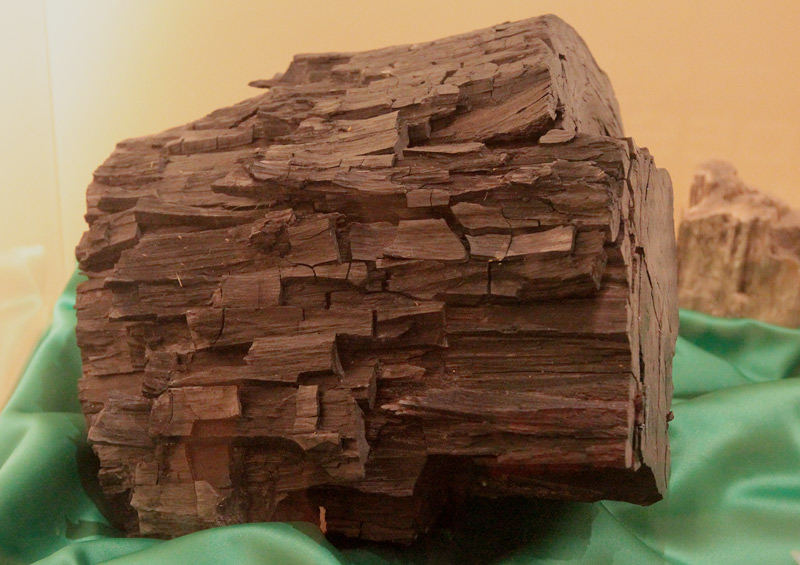 Tronc d'arbre fossilitzat de Gimnosperma