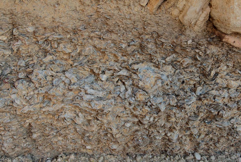 Sediments fósils de mol·luscs bivalves.