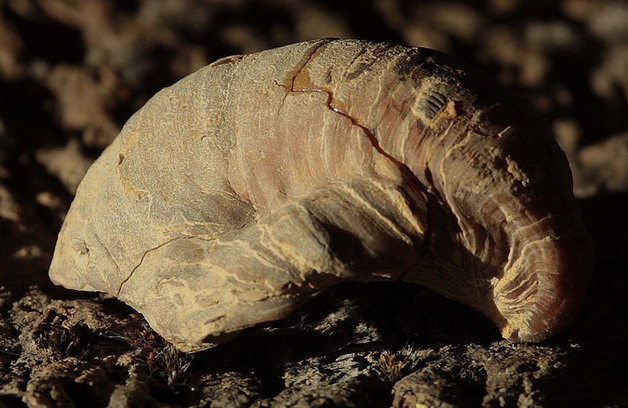 Gryphaea arcuata