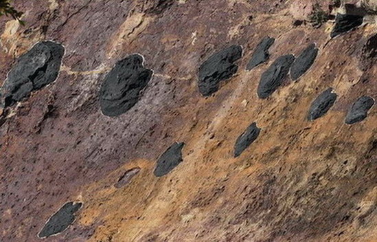 Icnites d'Areny, d'Hadrosaure  21/22