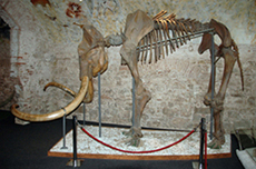 Mamut llanut (Mammuthus primigenius)