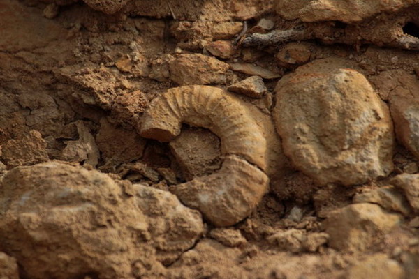 Scaphites (Scaphitidae)