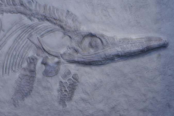 Stenopterygius quadriscissus (ictiosaure)