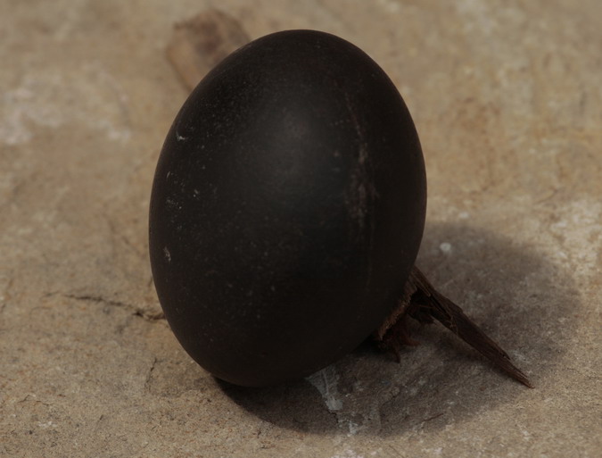 Pedra del neolític per la mòlta de cereals