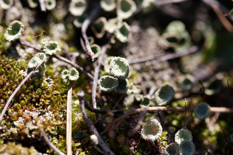 Flora