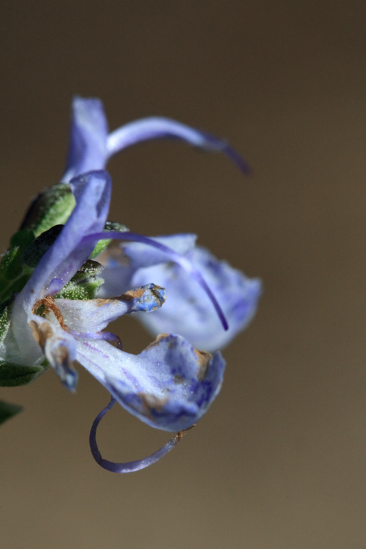 Romaní (Rosmarinus officinalis)