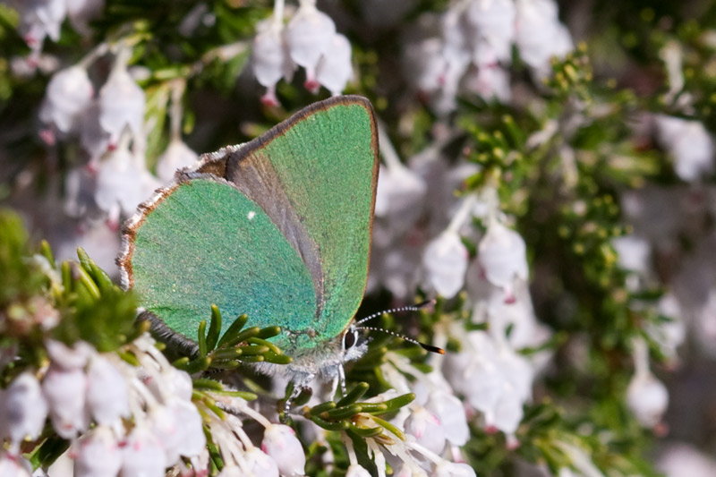 Gonepteryx rhamni.