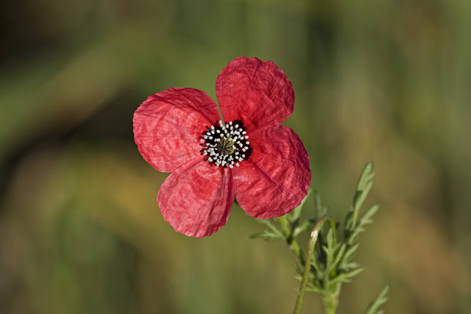 Rosella híspida (Papaver hybridum)