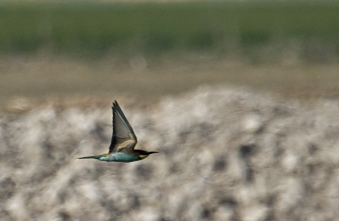 Abellerol (Merops apiaster)