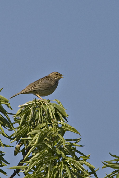 Cruixidell ( Enberiza calandra )