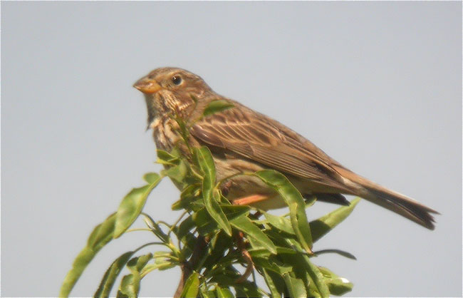 Cruixidell (Emberiza calandra)