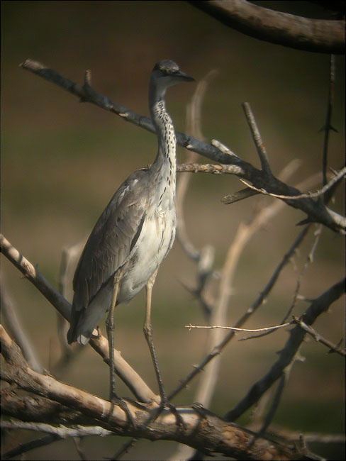 Bernat pescaire (Ardea cinerea)