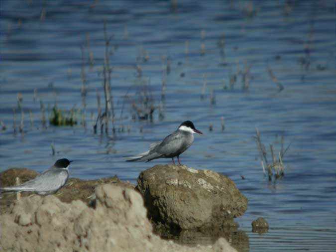 Fumarell carablanc, fumarel cariblanco (Chlidonias hybridus)