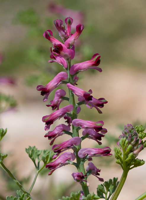 Plantes dels sembrats: Fumaria officinalis