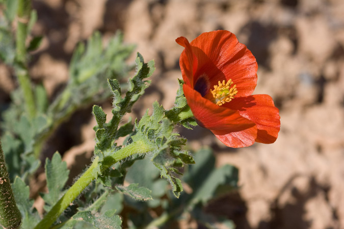 Plantes dels sembrats: Glaucium corniculatum